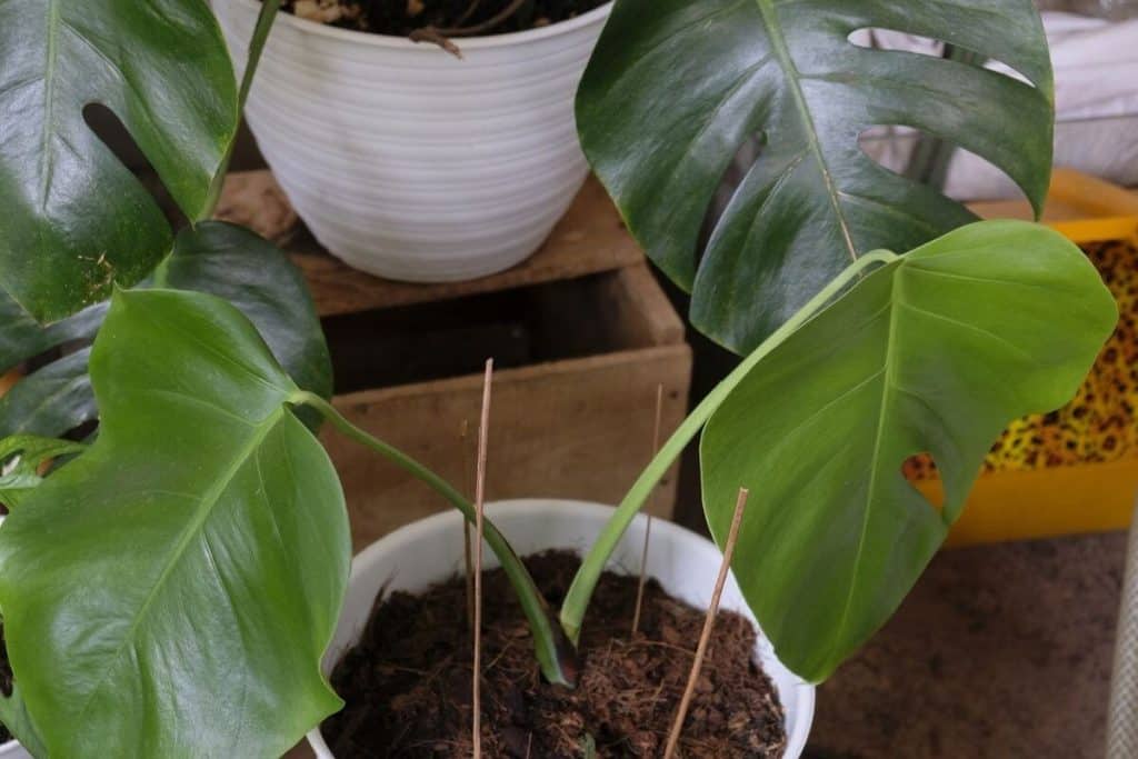 Monstera Deliciosa Vs Borsigiana