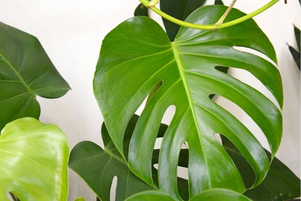 What is Monstera Deliciosa