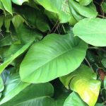 What is Philodendron Giganteum