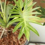 What is Philodendron Mayoi