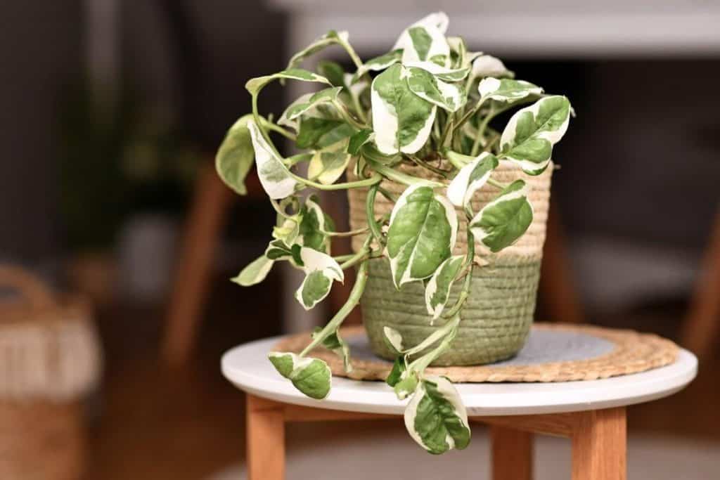 Pothos N Joy Vs Pearls and Jade