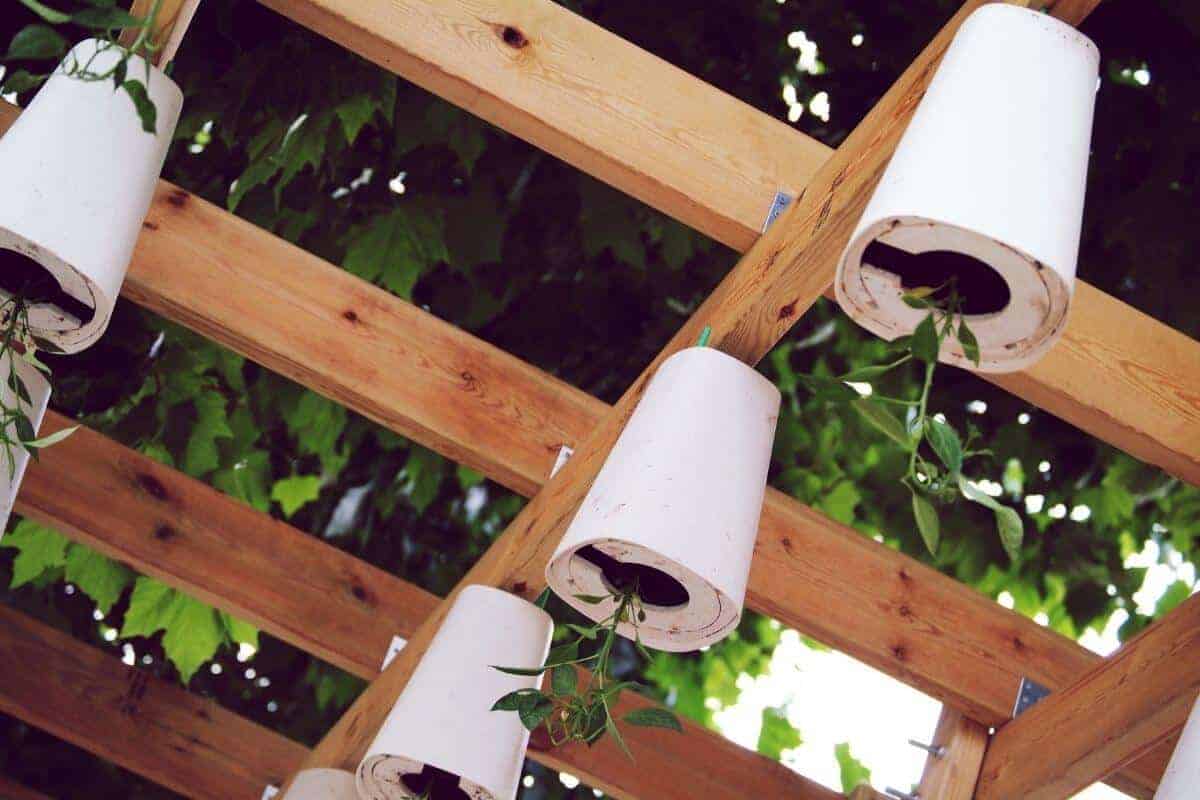 Top 6 Benefits of Growing Plants Upside Down