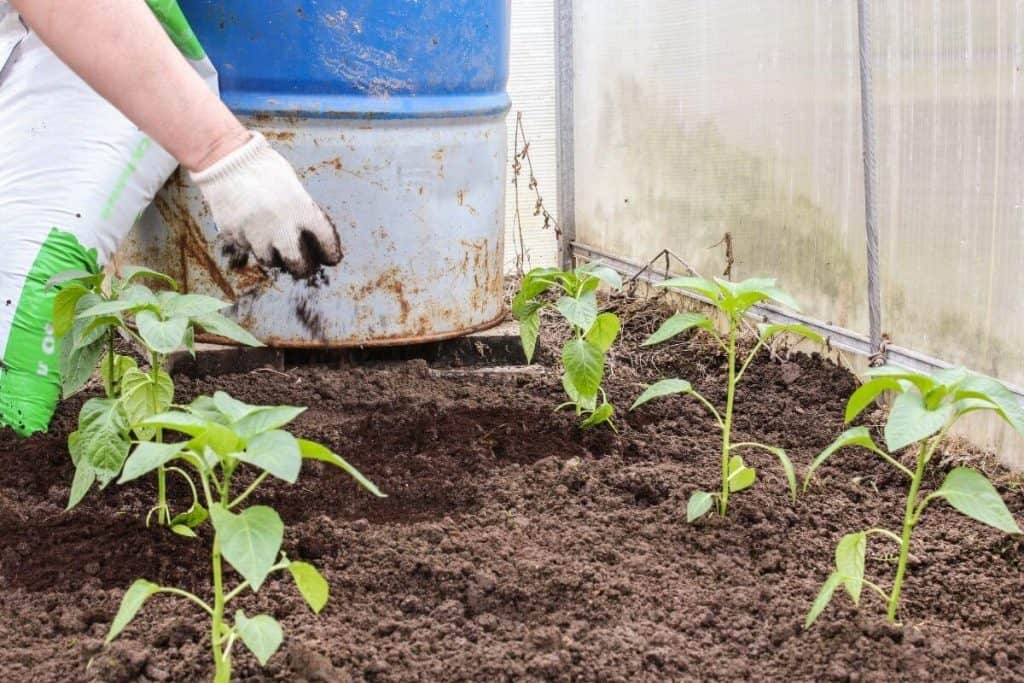 Which Plants Do Not Like Coffee Grounds