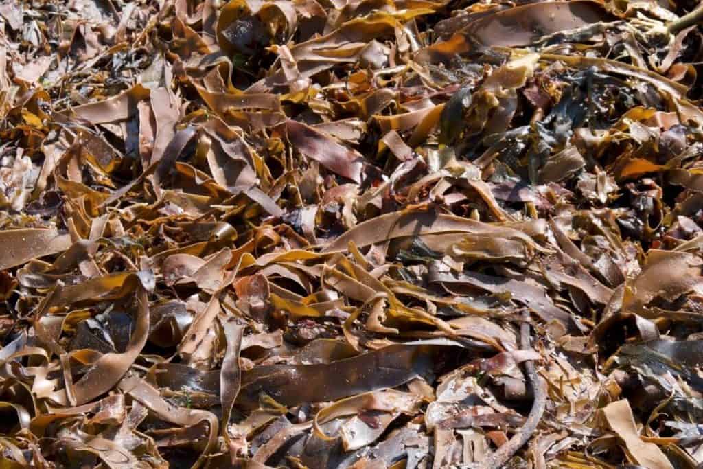 Which Plants Like Seaweed Fertilizer