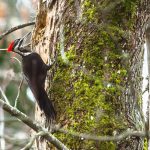 Why Do Woodpeckers Peck