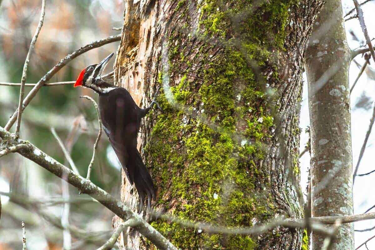 Do Woodpeckers Kill Trees?