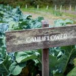 growing stages of cauliflower