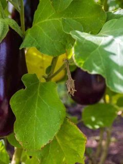 growing stages of eggplant