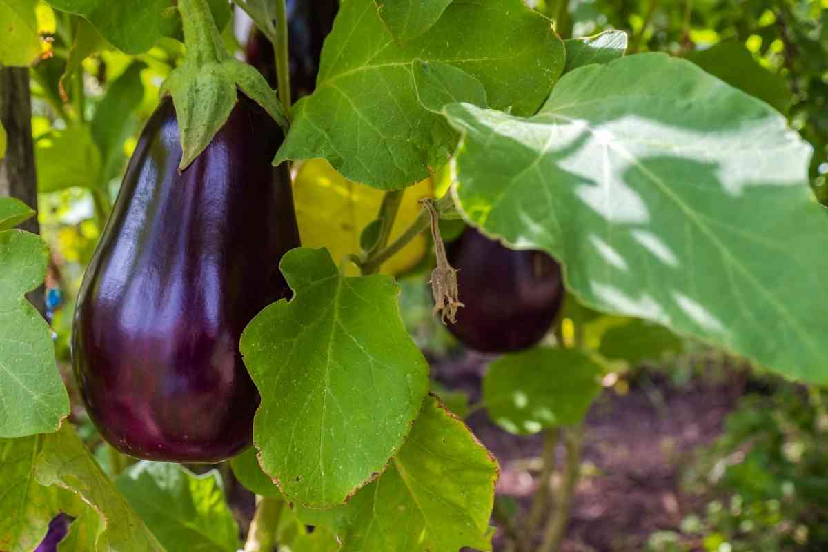 Different Eggplant Growing Stages