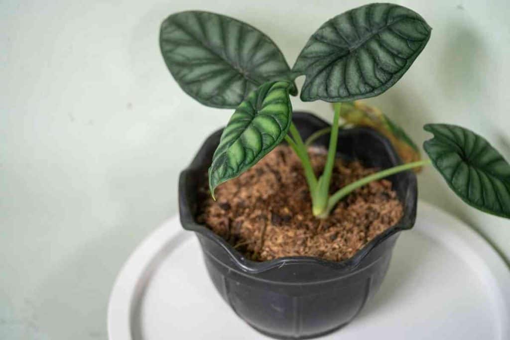 Alocasia Azlanii Care