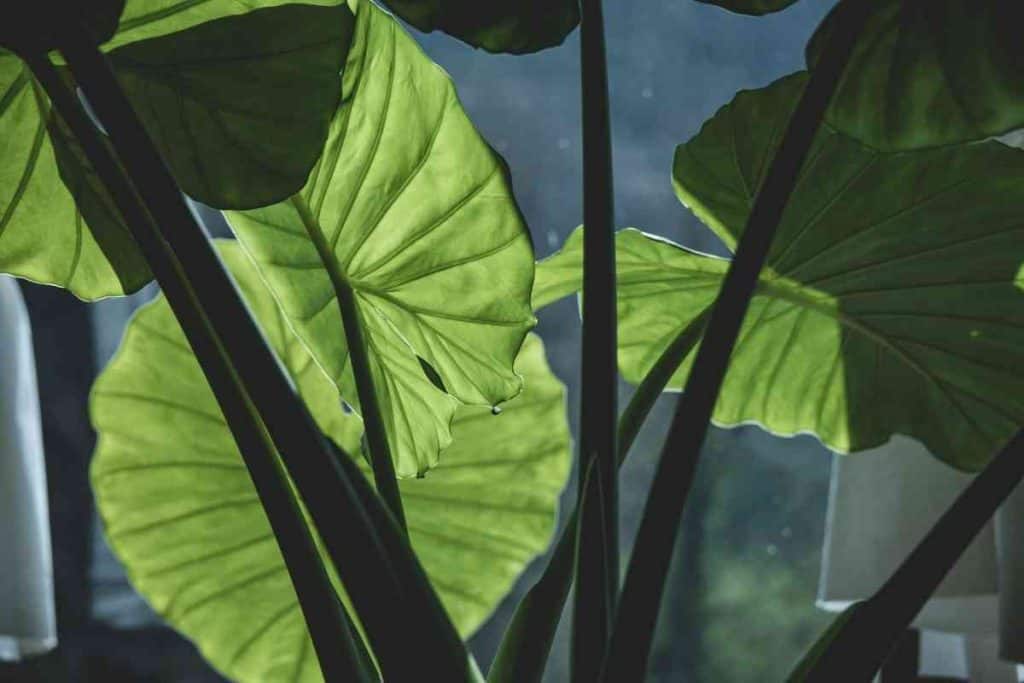 Alocasia Sumo Care