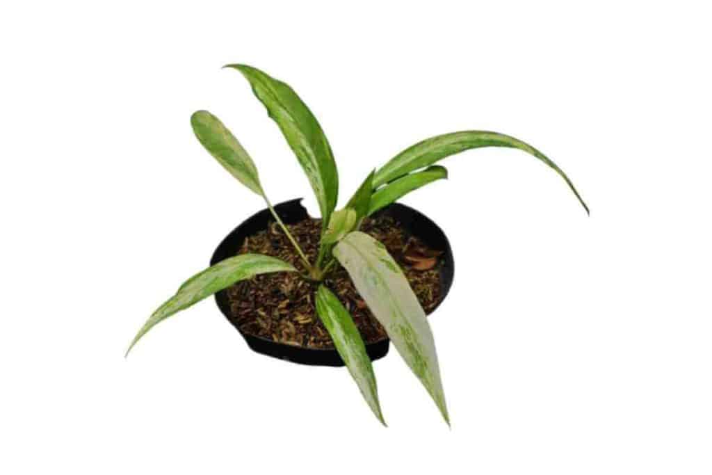 Anthurium Vittarifolium Care