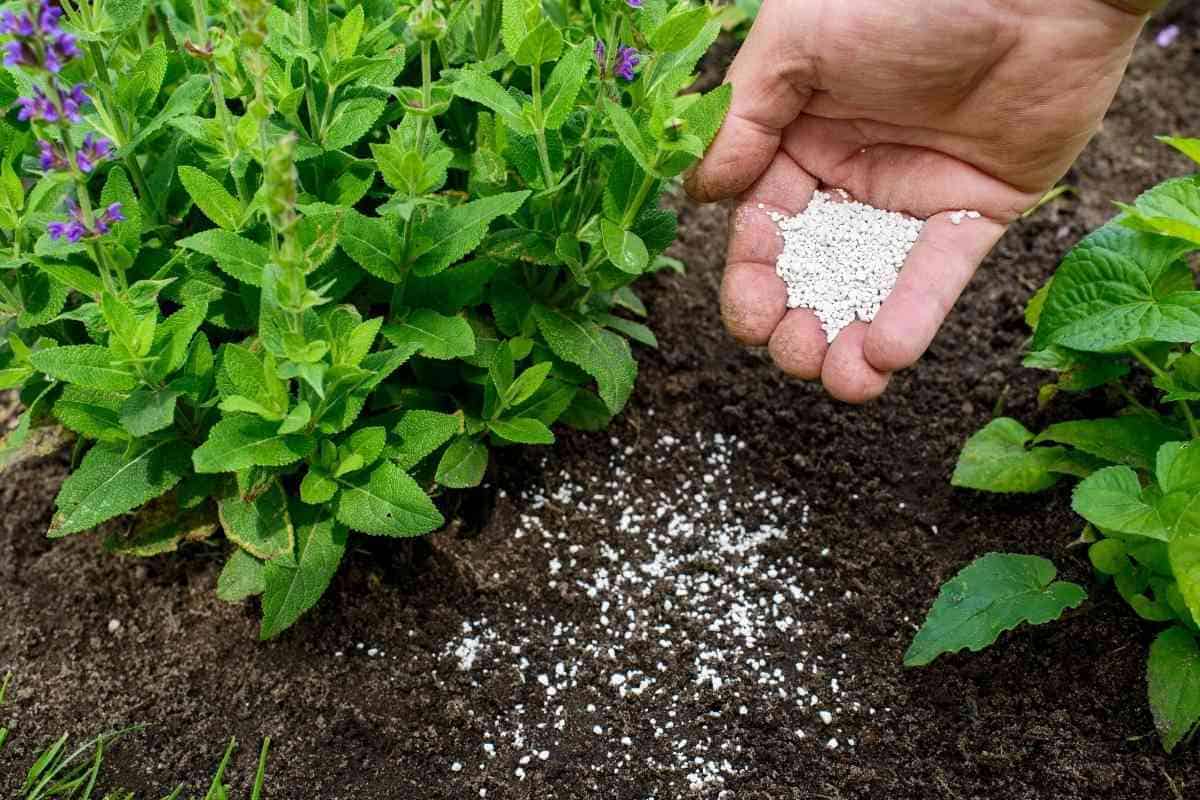 fish-fertilizer-for-plants-when-and-how-to-apply-fish-emulsion-fertilizer