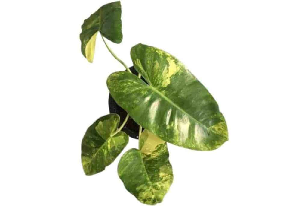 Burle Marx Philodendron Care