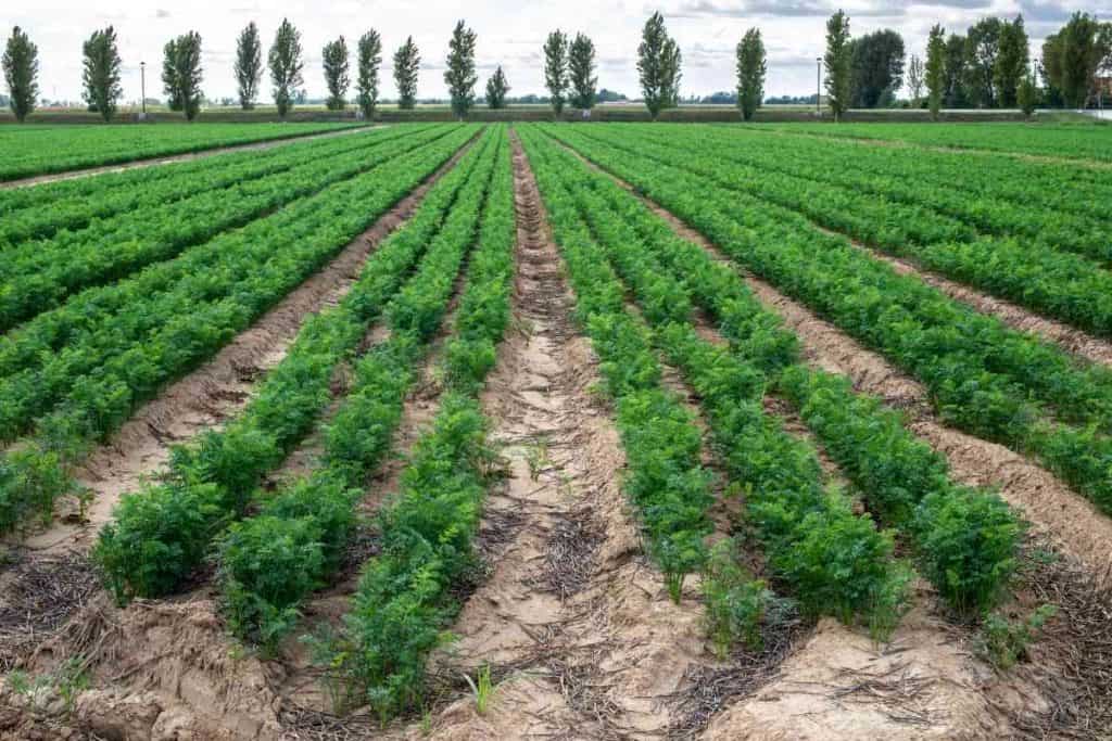 Carrots Growing Stages