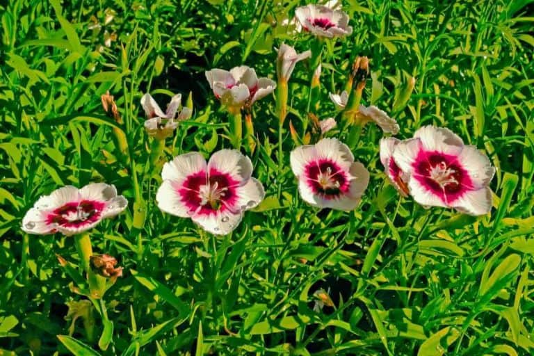 What Flowers Do Squirrels Hate? (Top 9 Flowers)