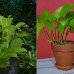 Difference Between Lemon Lime Philodendron and Neon Pothos