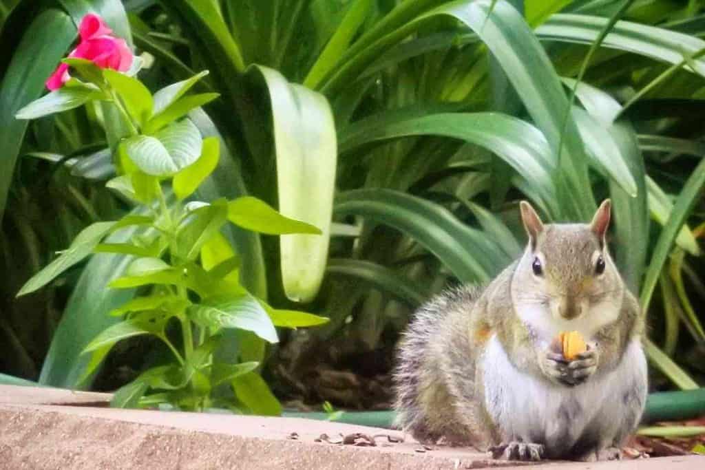 Do Coffee Grounds Keep Squirrels Away