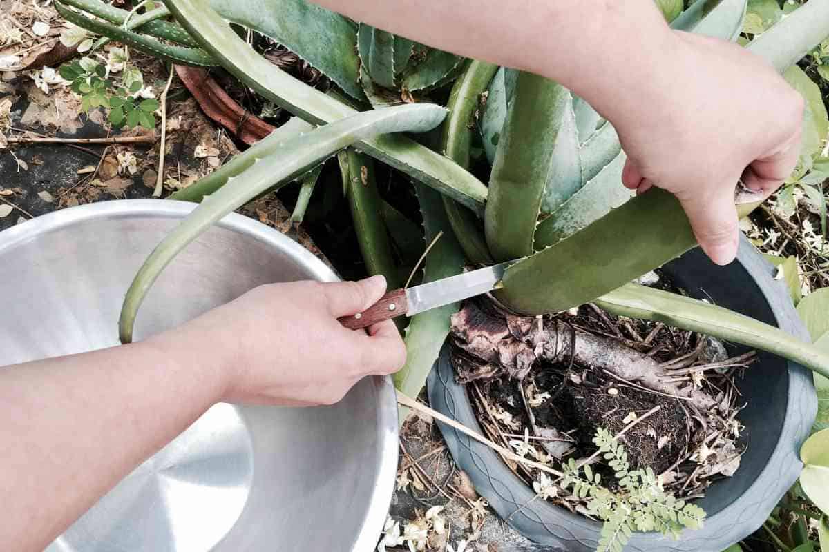 How To Cut Aloe Vera Plant Without Killing It 2486