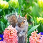 Flowers That Squirrels Hate