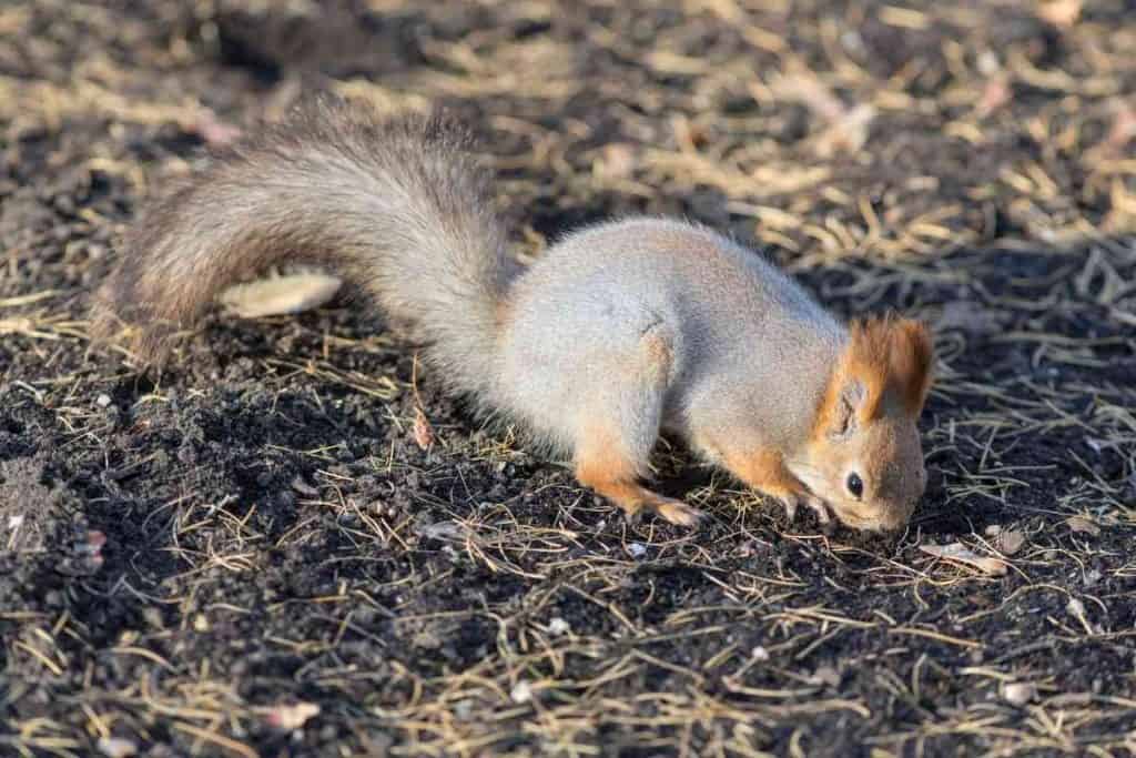 How Do I Keep Squirrels from Digging Up My Plants