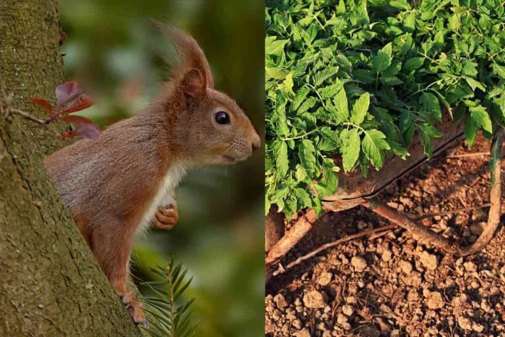 How To Keep Squirrels Out Of Tomatoes