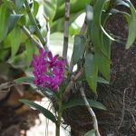 How To Save a Dying Orchid Plant