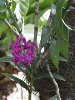 How To Save a Dying Orchid Plant