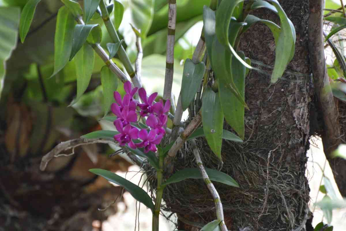 Why Is My Orchid Dying? (7 Causes and Solutions)