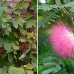 How is Mimosa Tree Different from Powder Puff Tree