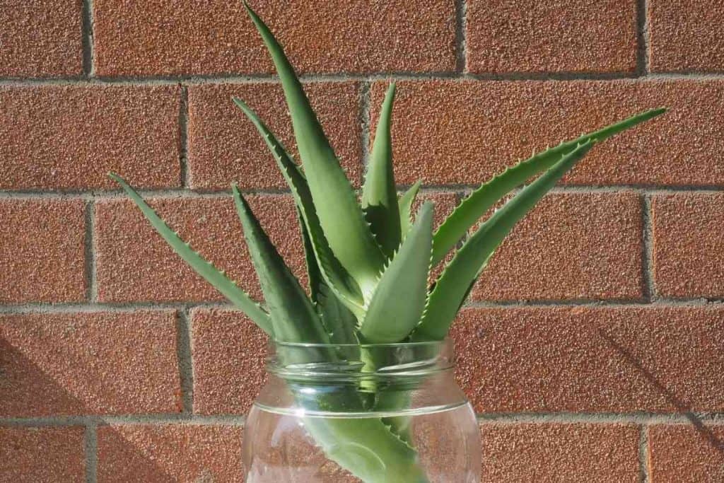 How to Cut Aloe Vera Plant Without Killing It
