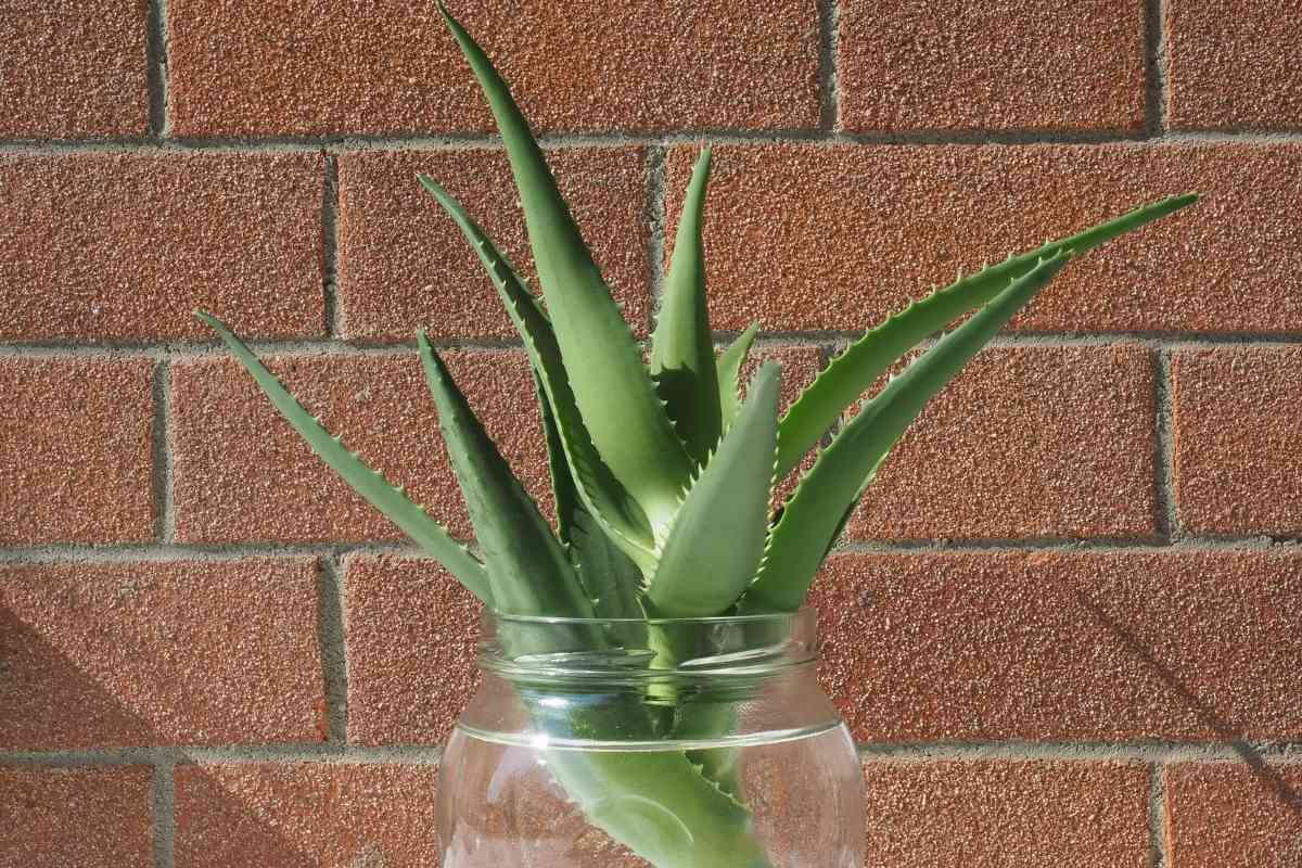 How To Cut Aloe Vera Plant Without Killing It 