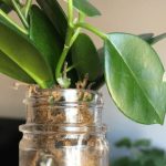 How to Grow Hoya Australis