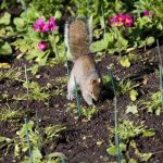 How to Keep Squirrels Away from Your Garden