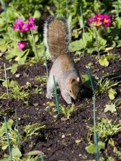 How to Keep Squirrels Away from Your Garden