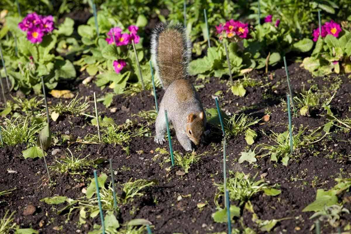 how-do-i-keep-squirrels-from-digging-up-my-plants