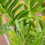 How to Prune Philodendron Shangri La