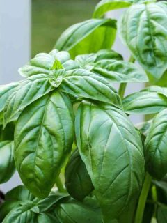 How to Revive Wilting Basil Plant