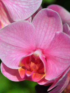How to Stop Orchid Flowers from Falling Off