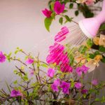 How to Water Bougainvillea in a Pot