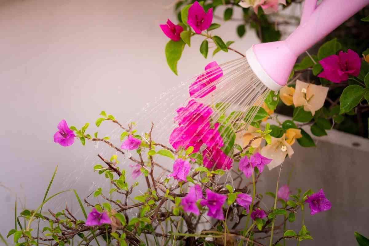 How Often To Water Bougainvillea?