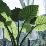 Is Alocasia Sumo Easy To Care For