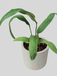 Is Anthurium Vittarifolium Easy To Care For