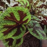 Is Begonia Julau Easy To Care For