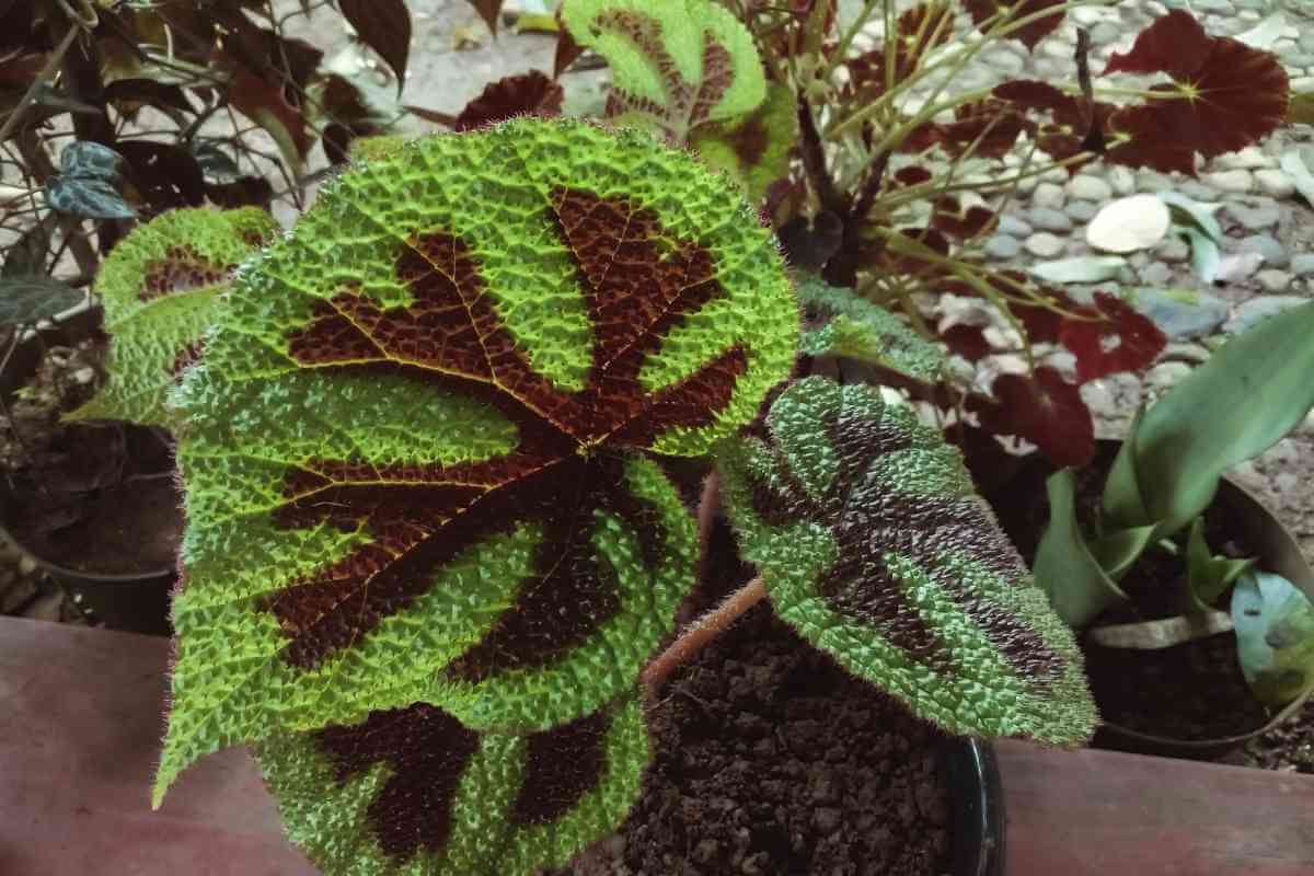 Begonia Julau Care and Growing Tips