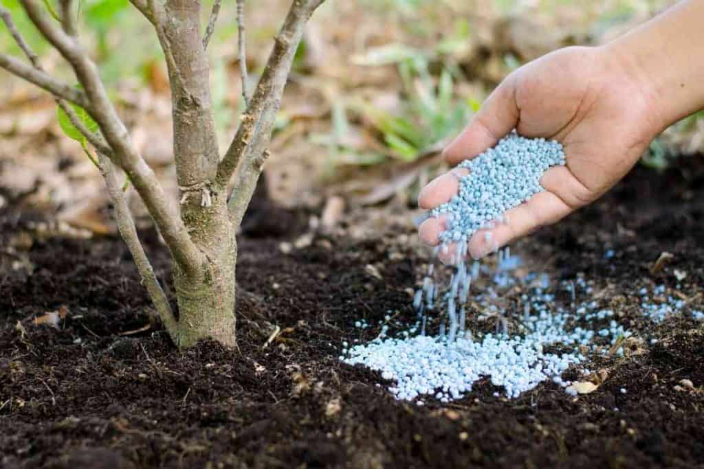 Is Fish Fertilizer Good for All Plants
