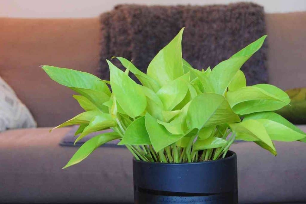 Lemon Lime Philodendron Vs Neon Pothos