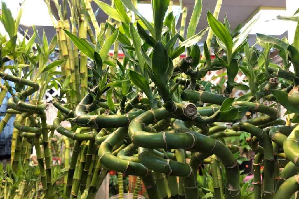 Lucky Bamboo Turning Yellow