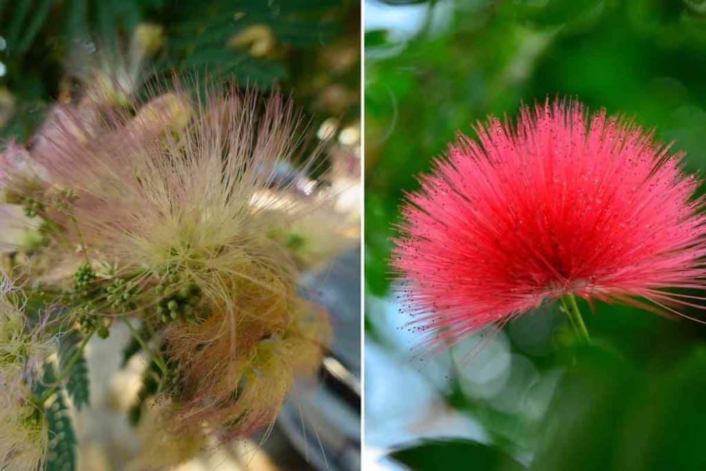 Mimosa Tree Vs Powder Puff Tree