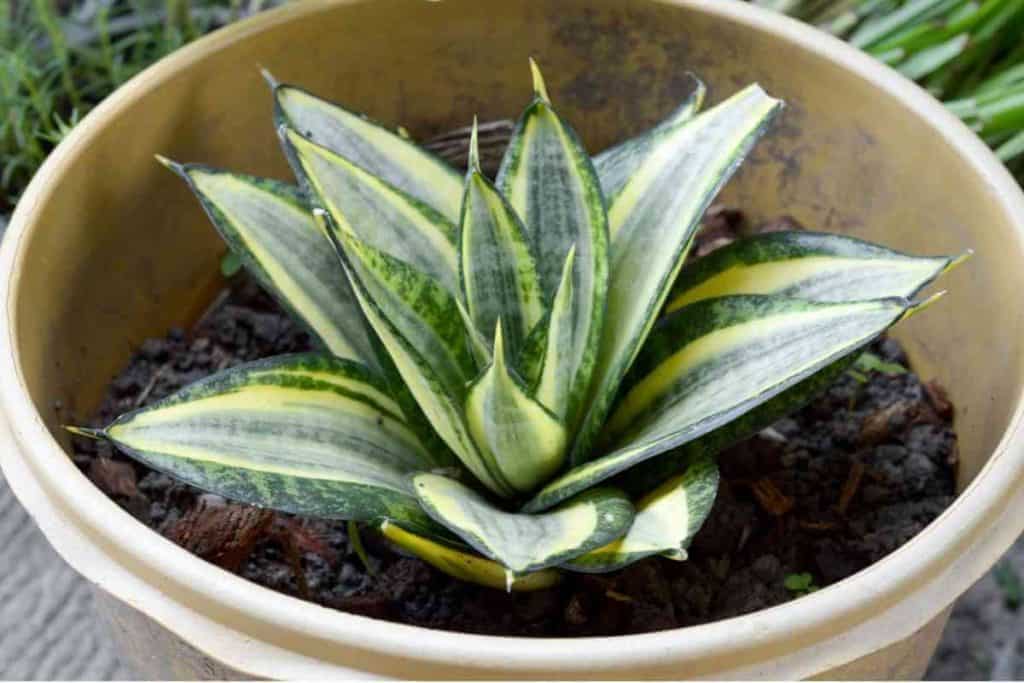 Sansevieria Night Owl Care